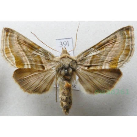 Euchalcia variabilis (Piller, 1783) Czech39l